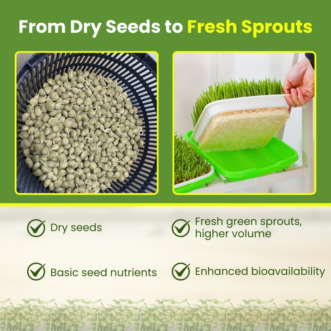 Seed Sprouter Tray - Healthy Wheatgrass Grower with Lid Sprouting Kit