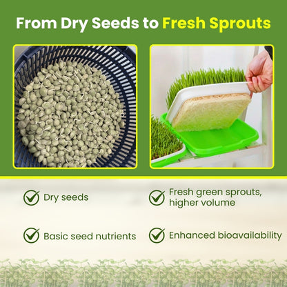Seed Sprouter Tray - Healthy Wheatgrass Grower with Lid Sprouting Kit