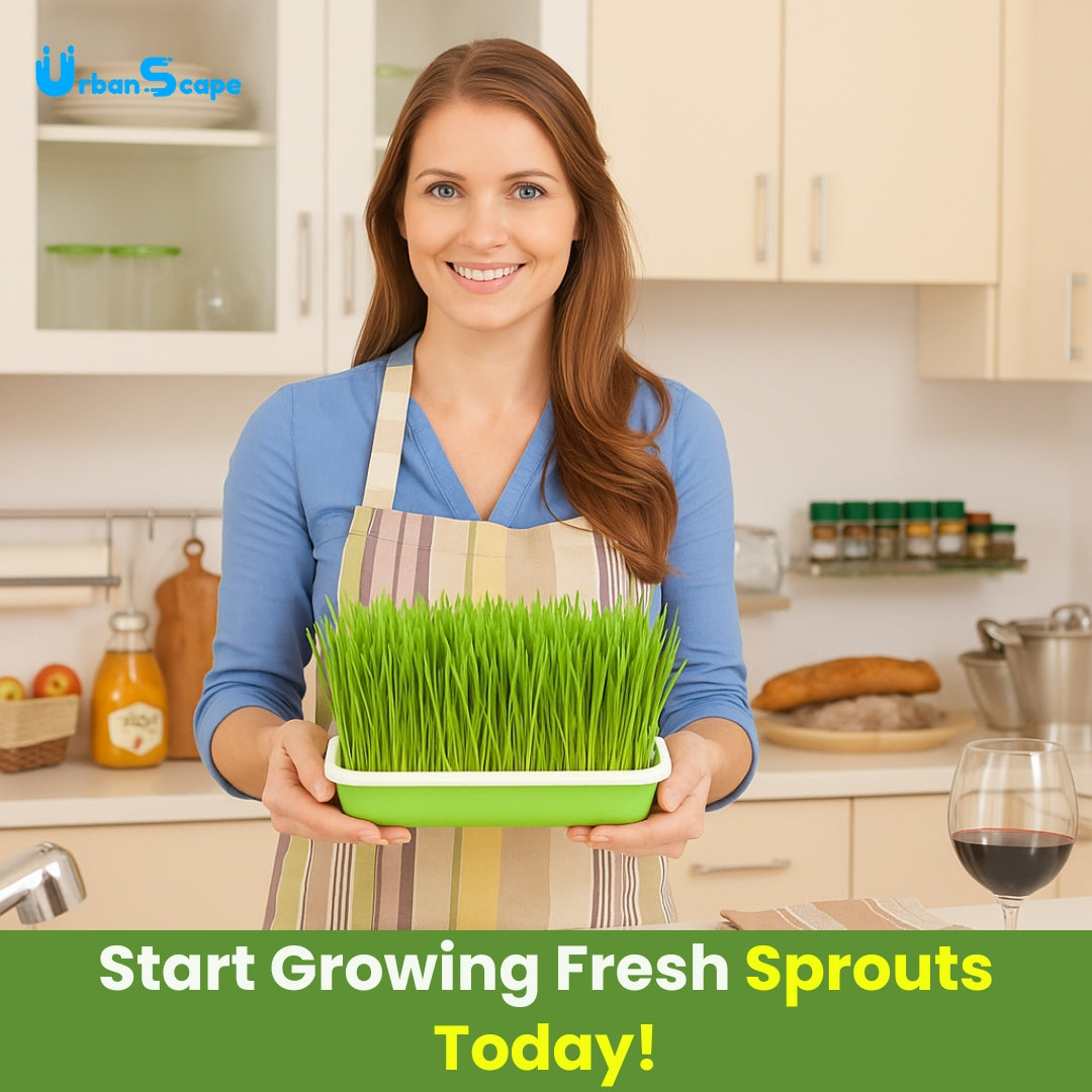 Seed Sprouter Tray - Healthy Wheatgrass Grower with Lid Sprouting Kit